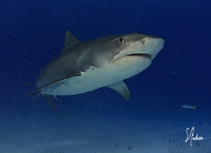 This image of a large Tiger Shark was taken during a dive... by Steven Anderson 